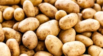 Pakistan-Korea Collaboration Pioneers Aeroponic Potato Seed Production