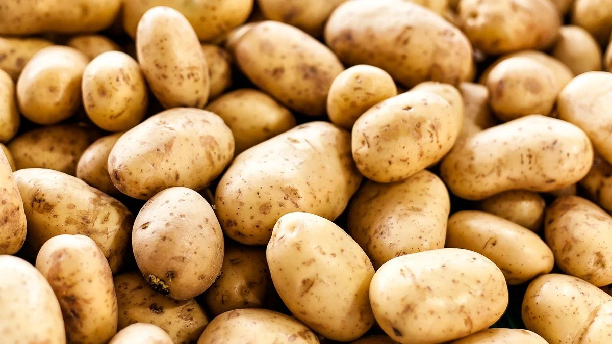 Pakistan-Korea Collaboration Pioneers Aeroponic Potato Seed Production