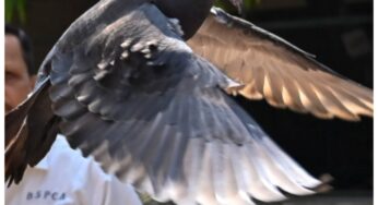 Pigeon Detained as Suspected Chinese Spy Finally Freed by Indian Police