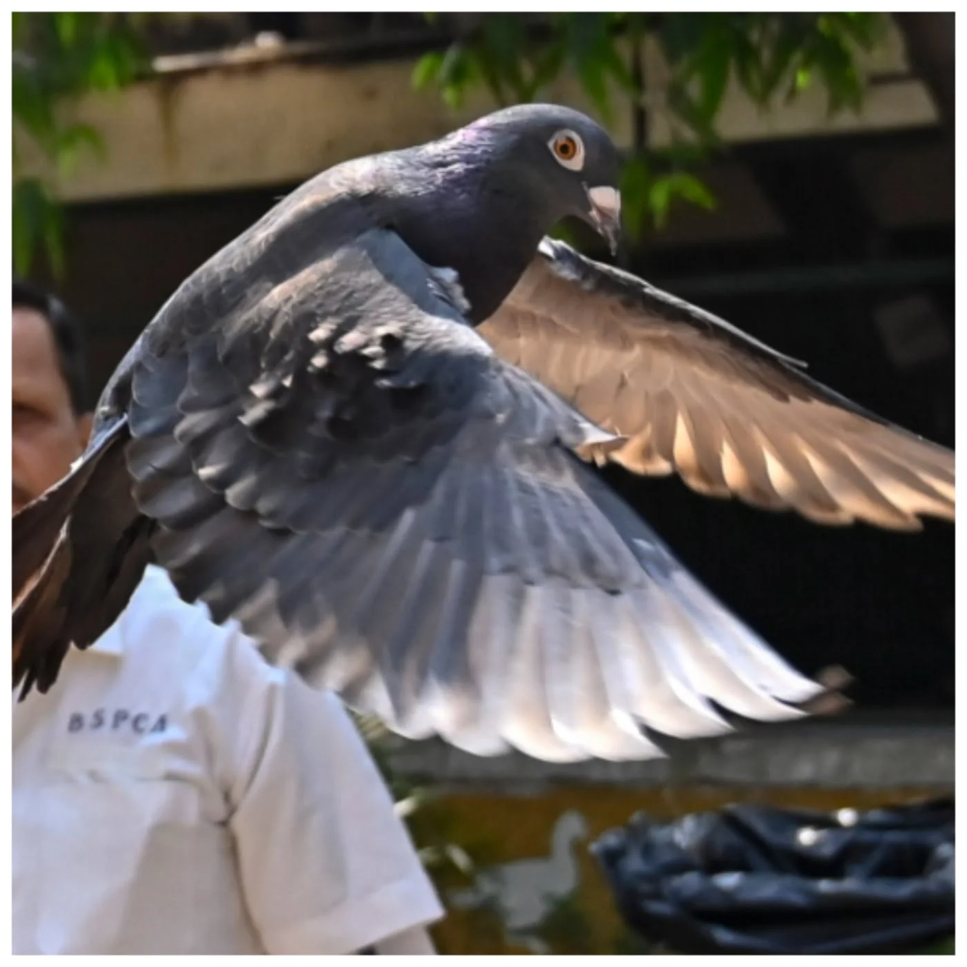 Pigeon Detained as Suspected Chinese Spy Finally Freed by Indian Police