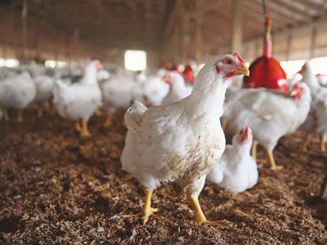 Punjab Poultry Traders Association Calls for Strike