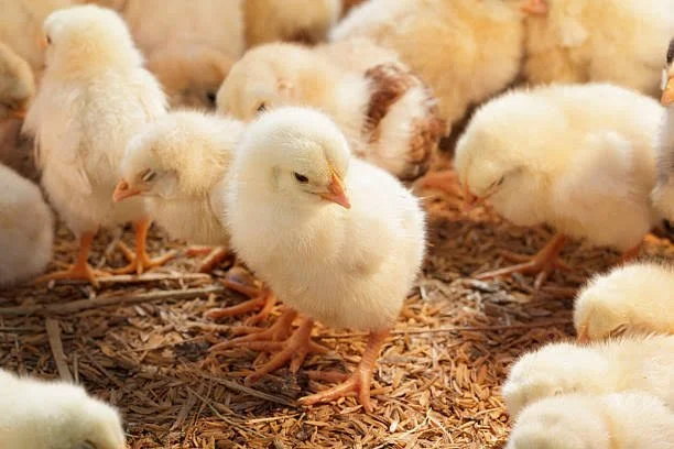 Government Mulls Ban on Chick Export to Quell Rising Chicken Prices