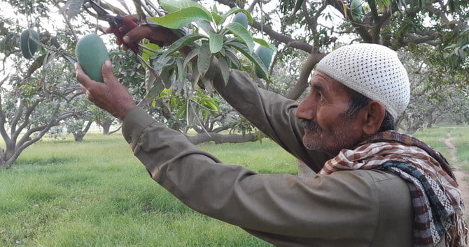 Punjab’s Fruit Farmers Struggle as 20% FED Slumps Juice Industry