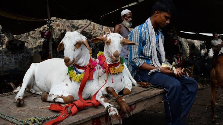 Punjab Government Launches Online Cattle Markets