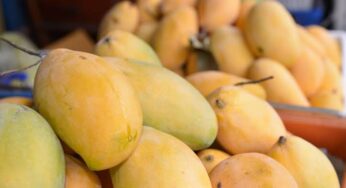 Effects of Climate Change: Significant decrease in mango production for the third year
