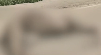 Another Camel Found Dead with Legs Amputated in Sindh