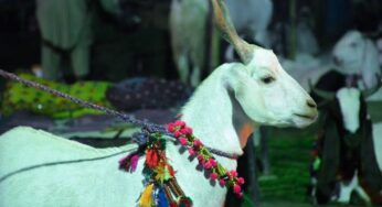 Truck Loaded with Goats Robbed Near Kamran Chowrangi in Karachi