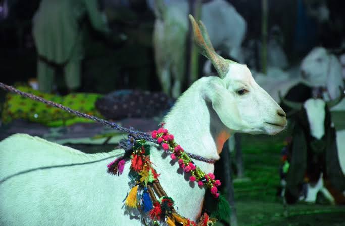 Truck Loaded with Goats Robbed Near Kamran Chowrangi in Karachi