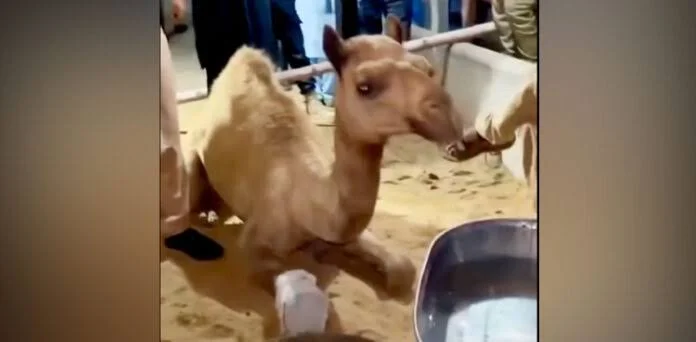 Injured Sanghar Camel to Receive Artificial Leg in Karachi