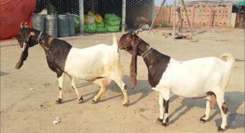 Sindh Governor’s Initiative: Free Goats for Orphans and Robbery Victims
