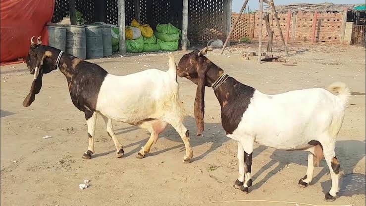 Sindh Governor’s Initiative: Free Goats for Orphans and Robbery Victims