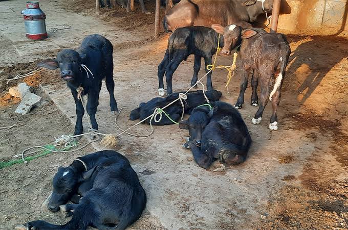 Over 150 dairy animals died amid heatwave past three days