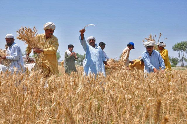 IMF Proposes 45% Tax on Agriculture Income as Pakistan Negotiates New Bailout Package