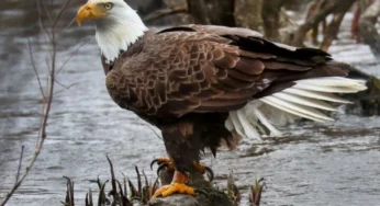Punjab Wildlife Department Rescues Rare Eagle Worth $36,000