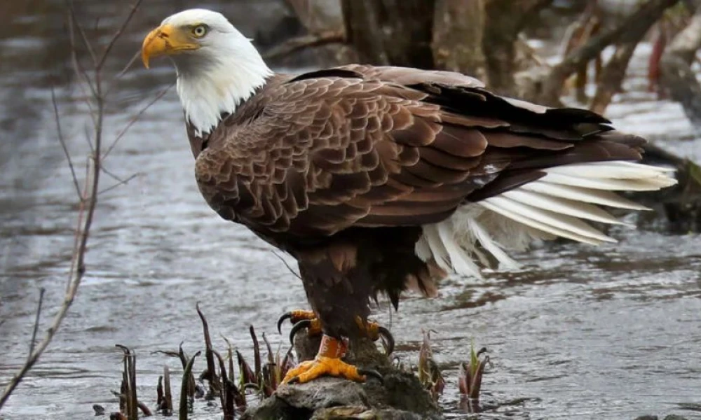 Punjab Wildlife Department Rescues Rare Eagle Worth $36,000