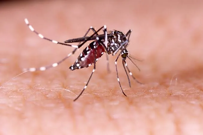 Spike in Dengue, Chikungunya, and Malaria Cases Across the Country