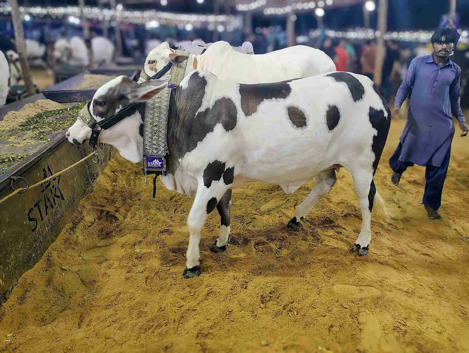 Pakistan to Witness Nearly 7 Million Animal Sacrifices on Eid-ul-Adha