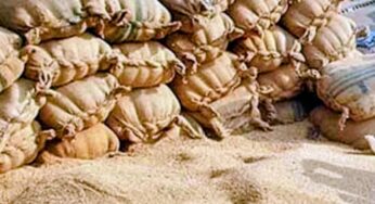 Wheat Stock Scandal Leads to Dismissals and Investigations in Sindh