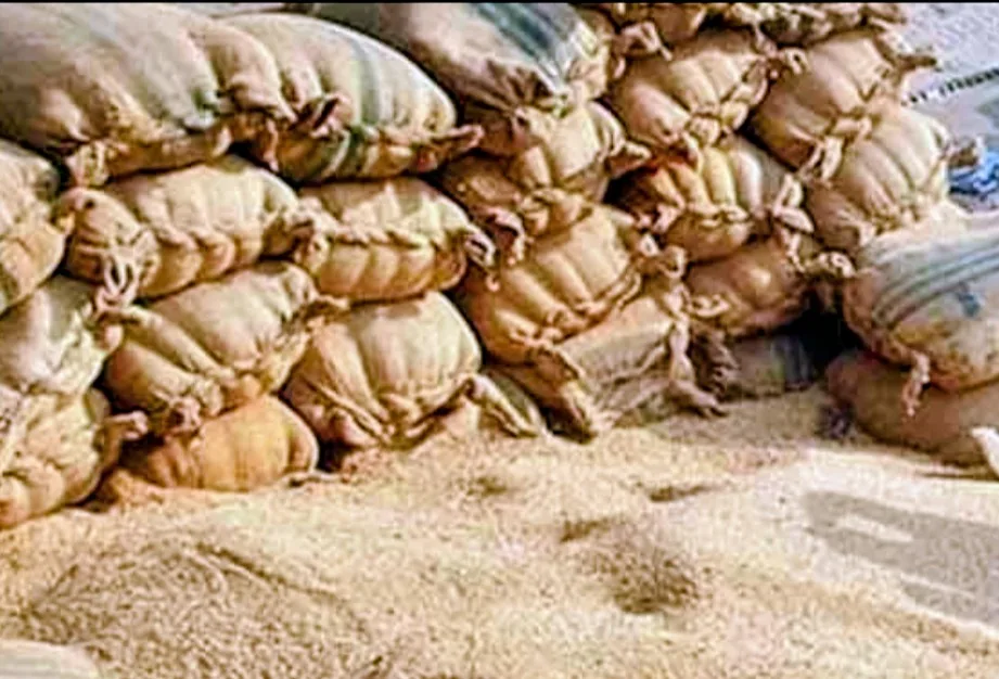 Wheat Stock Scandal Leads to Dismissals and Investigations in Sindh