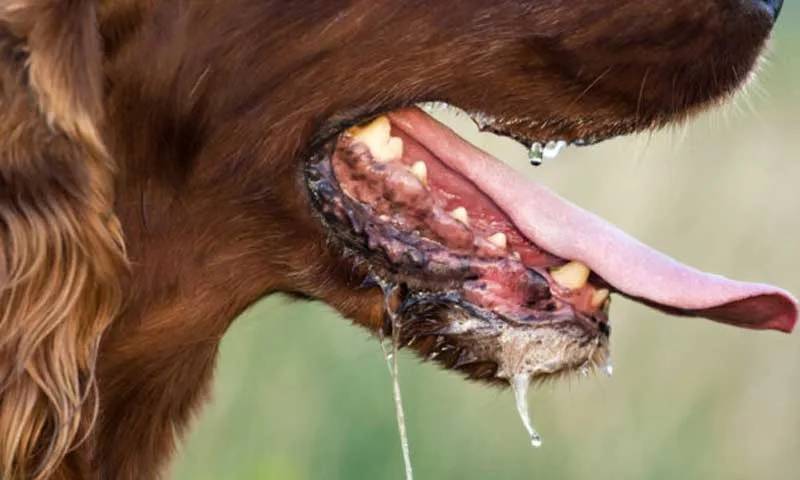 First Rabies Case of 2026 Confirmed in Karachi; Eight-Year-Old Girl Battling Deadly Disease