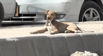 Karachi Reports First Rabies Death in Over a Year, as Dog Bite Cases Surge