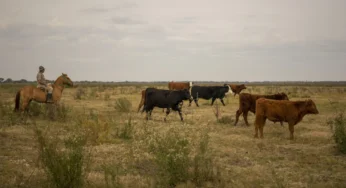 Experts doubt beef imports from Argentina will reduce consumer costs