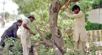 Climate Ministry Justifies Removal of Paper Mulberry Trees in Islamabad