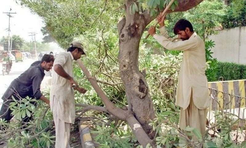 Climate Ministry Justifies Removal of Paper Mulberry Trees in Islamabad