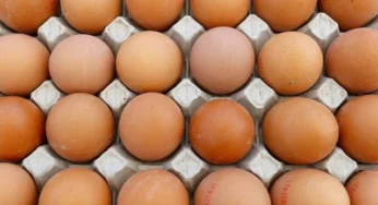 France Sets Egg Consumption Record, Industry Plans Expansion