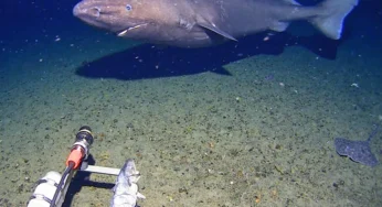 Unexpected Shark Caught in Antarctic Waters