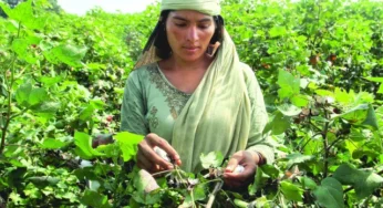 GST Tax Strains Cotton Growers Ahead of Sowing Season