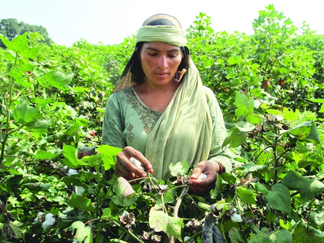 GST Tax Strains Cotton Growers Ahead of Sowing Season