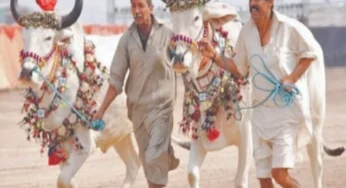 Horse and Cattle Show returns to Lahore for Cultural Festival