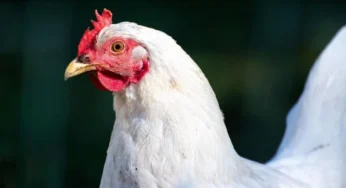 Inflation Hits 4.7% YoY in March for Pakistan