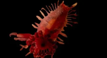 New Expedition Unveils Rare Underwater Mountains and Corals off British Caribbean Coast