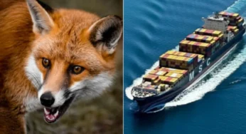 Red Fox Stowaway Crosses Atlantic to NYC Zoo
