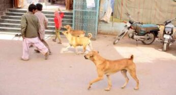 Tragic Dog Attack Claims Life of 8-Year-Old Girl in Lahore on Eid