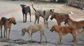 Lahore Intensifies Stray Dog Crackdown Post Child Death, Captures Over 150 Dogs