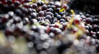 Ancient Grape Seed Found in Medieval French Hospital Used for Pinot Noir Wine