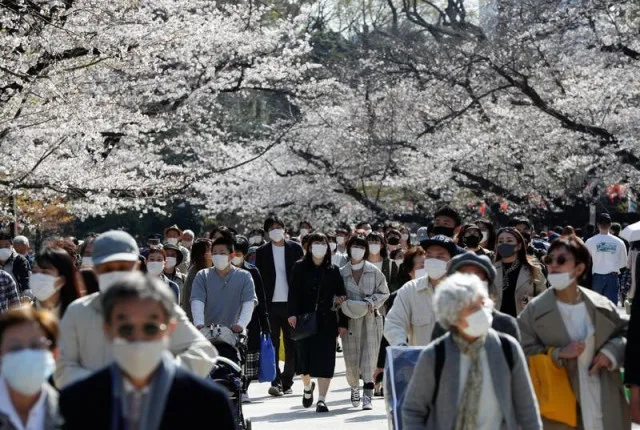 Global Inflation Hits Japan’s Cherry Blossom Picnics Hard