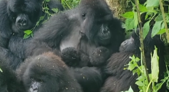 Mountain Gorilla Twins Born in Virunga National Park for 2nd Time This Year