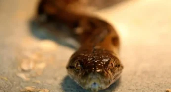 Italy Police Discover Dangerous Reptiles Behind False Wall, Warn Crooks Use Them