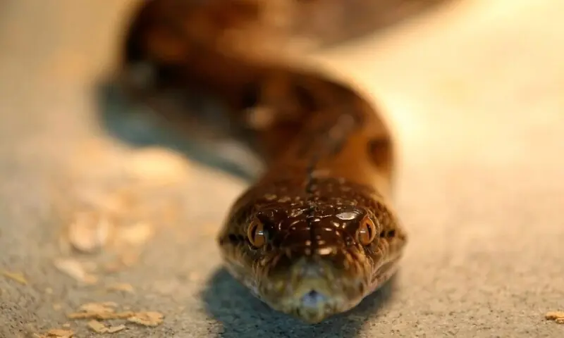 Italy Police Discover Dangerous Reptiles Behind False Wall, Warn Crooks Use Them