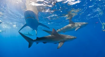 Bahamas Sharks Consume Cocaine, Caffeine, Painkillers in Study Finds