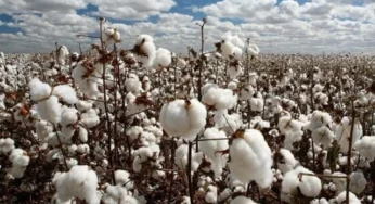 Punjab Offers Rs50k Subsidy for Cotton Farmers in Bahawalpur