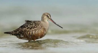 UN Protects 40 New Migratory Species at COP15 Summit in Rio De Janeiro