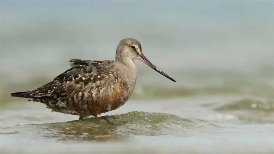 UN Protects 40 New Migratory Species at COP15 Summit in Rio De Janeiro