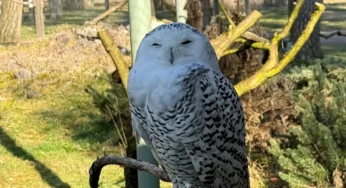 U.N. Grants International Protection to 40 New Species, Including Snowy Owl