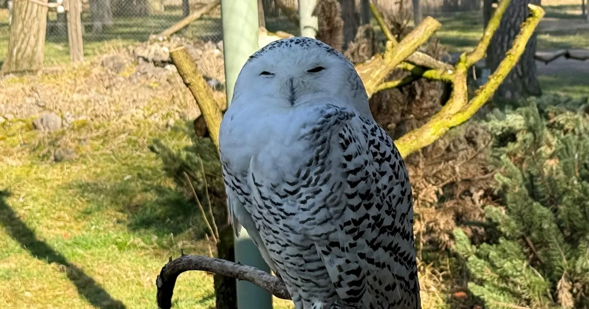 U.N. Grants International Protection to 40 New Species, Including Snowy Owl