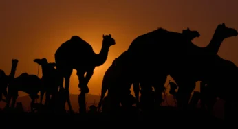 Camels Smuggled Alcohol Into Delhi, Police Seize Two Animals & Liquor